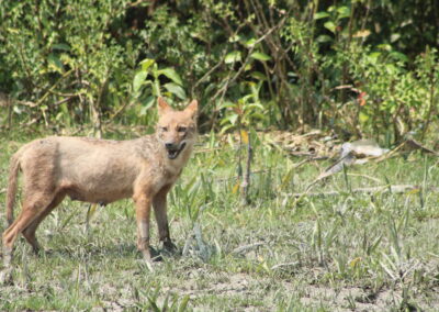 Study on Threatened wildlife species, Threat assessment and Projection of Coastal afforestation Impacts in habitat enhancement at Nijhum Dweep National Park, Char Kukri-mukri Wildlife Sanctuary and Tengragiri Wildlife Sanctuary